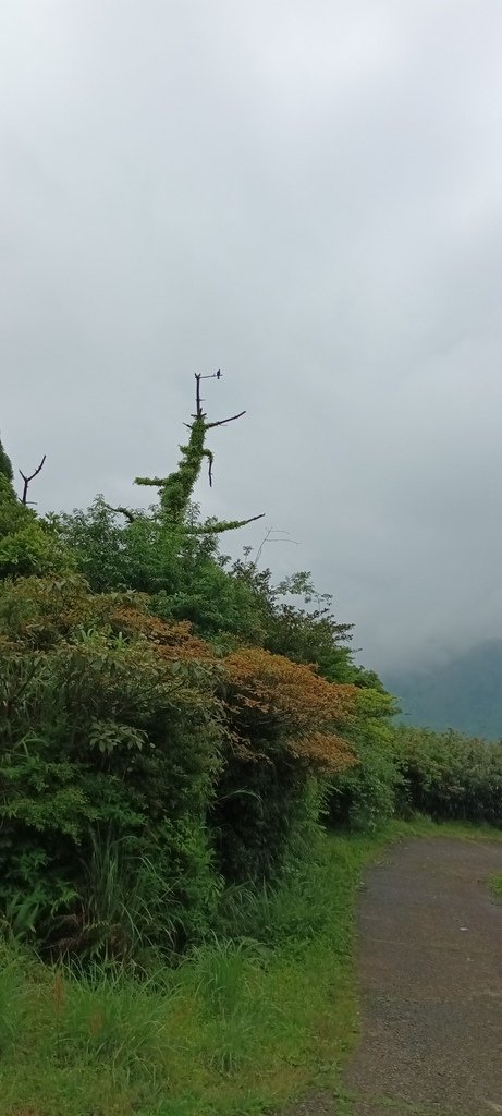 1120427小觀音山群峰Y型來回(下篇)~大屯山鞍部停車場