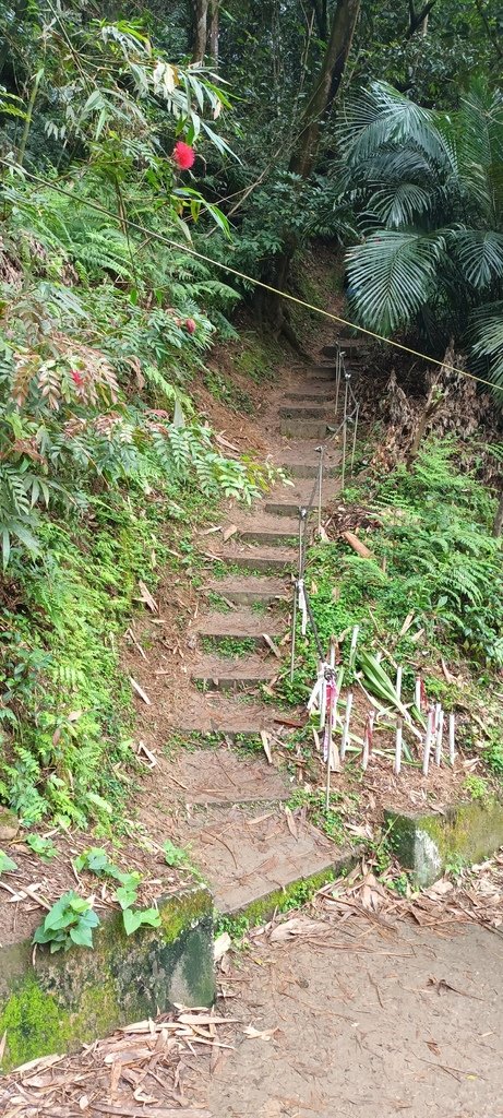 1120330三峽大同路賞血藤花、三峽老街、清水祖師廟、三峽