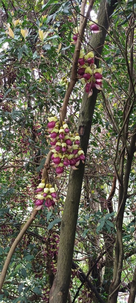 1120330三峽大同路賞血藤花、三峽老街、清水祖師廟、三峽