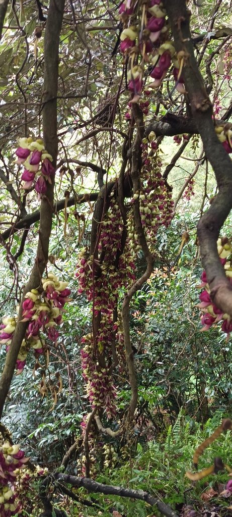 1120330三峽大同路賞血藤花、三峽老街、清水祖師廟、三峽