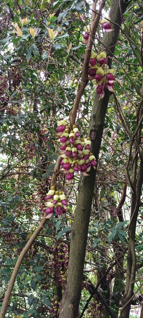 1120330三峽大同路賞血藤花、三峽老街、清水祖師廟、三峽