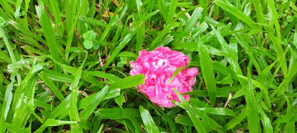 一日三變的山芙蓉花~特別的展現。