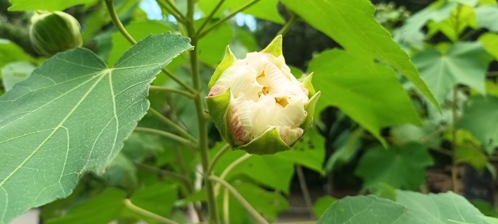 一日三變的山芙蓉花~特別的展現。