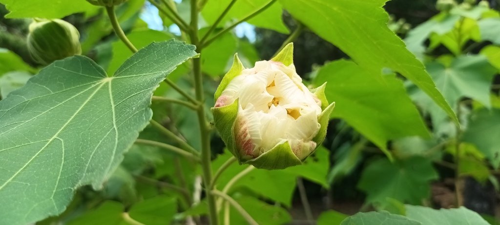 一日三變的山芙蓉花~特別的展現。