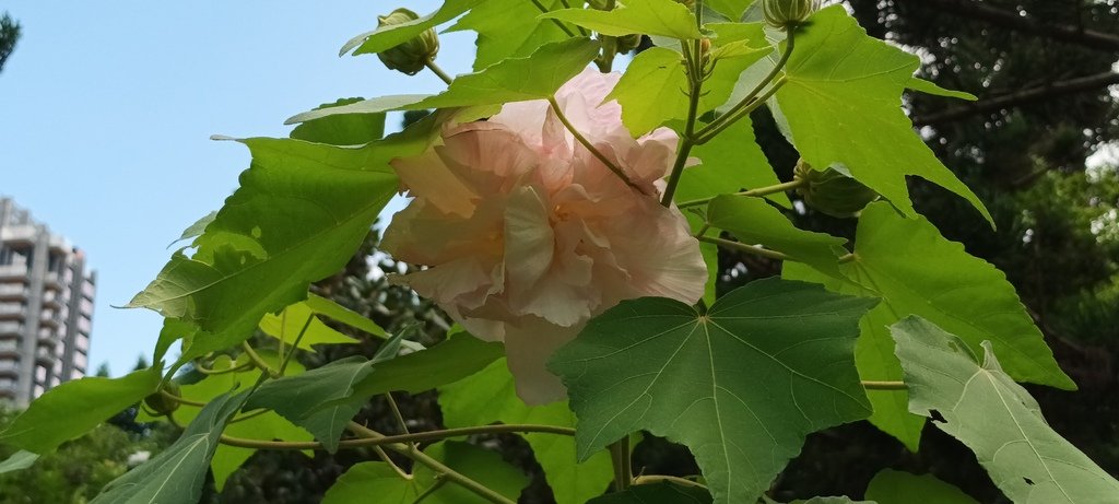 一日三變的山芙蓉花~特別的展現。