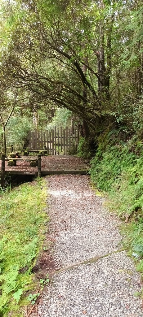 1120826太平山國家森林遊樂區翠峰湖環山(湖)步道健行，