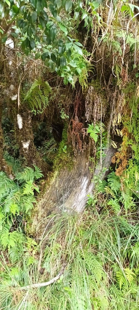 1120826太平山國家森林遊樂區翠峰湖環山(湖)步道健行，