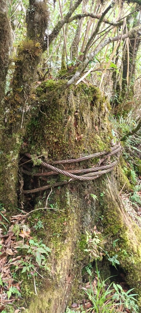 1120826太平山國家森林遊樂區翠峰湖環山(湖)步道健行，