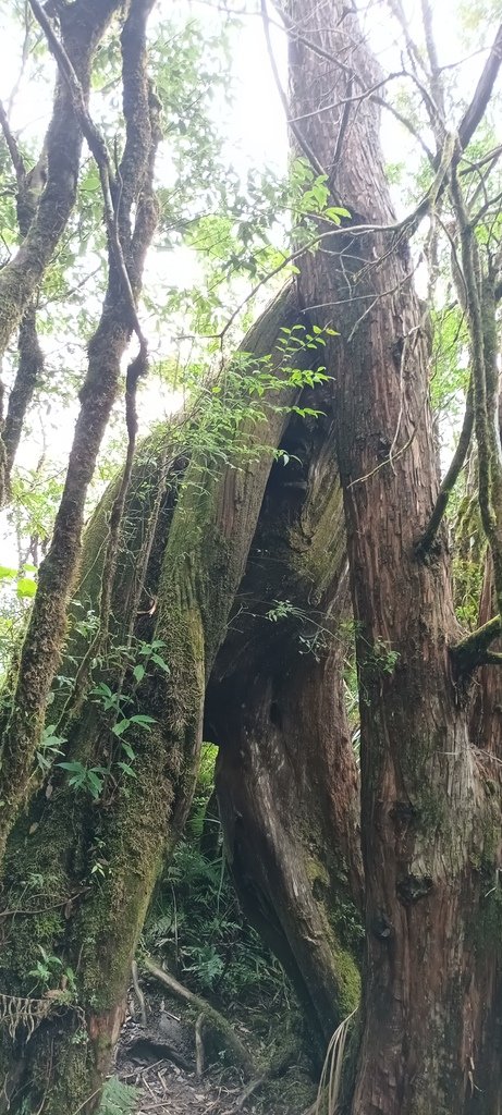 1120826太平山國家森林遊樂區翠峰湖環山(湖)步道健行，