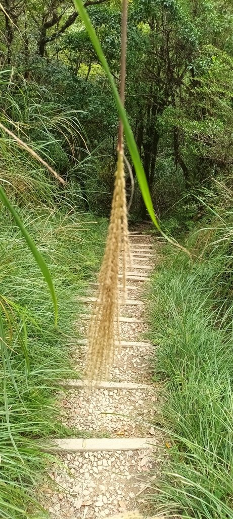 1120826太平山國家森林遊樂區翠峰湖環山(湖)步道健行，