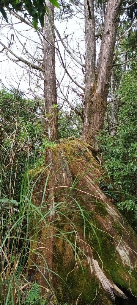 1120826太平山國家森林遊樂區翠峰湖環山(湖)步道健行，