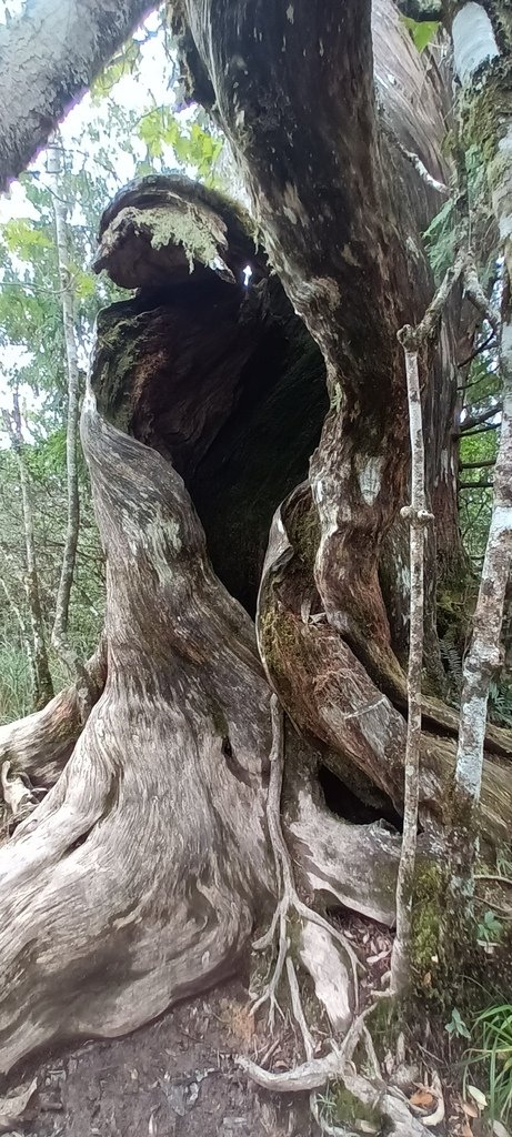 1120826太平山國家森林遊樂區翠峰湖環山(湖)步道健行，