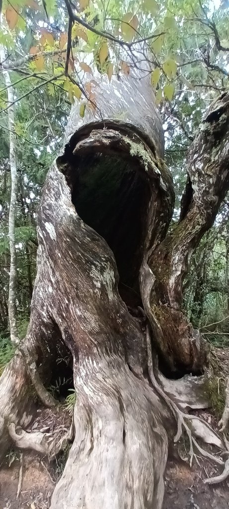 1120826太平山國家森林遊樂區翠峰湖環山(湖)步道健行，