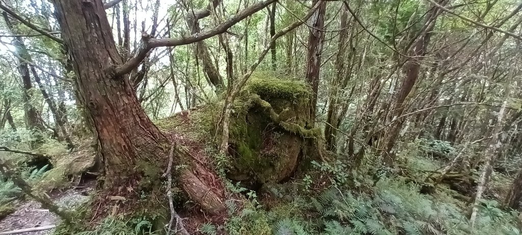 1120826太平山國家森林遊樂區翠峰湖環山(湖)步道健行，