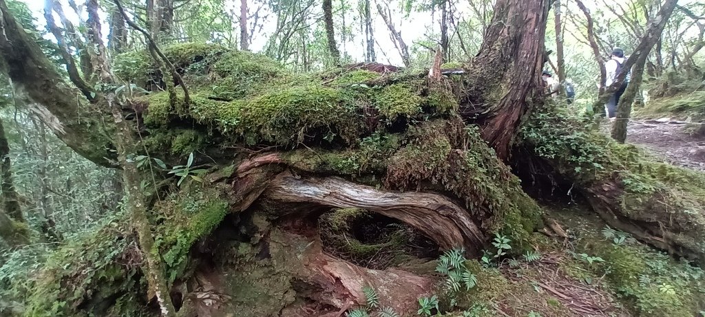 1120826太平山國家森林遊樂區翠峰湖環山(湖)步道健行，