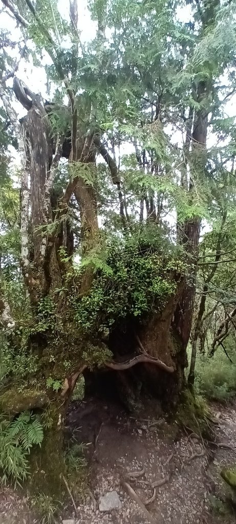 1120826太平山國家森林遊樂區翠峰湖環山(湖)步道健行，