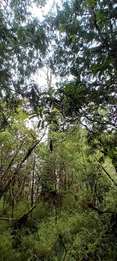 1120826太平山國家森林遊樂區翠峰湖環山(湖)步道健行，