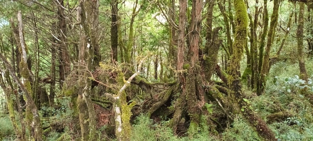 1120826太平山國家森林遊樂區翠峰湖環山(湖)步道健行，