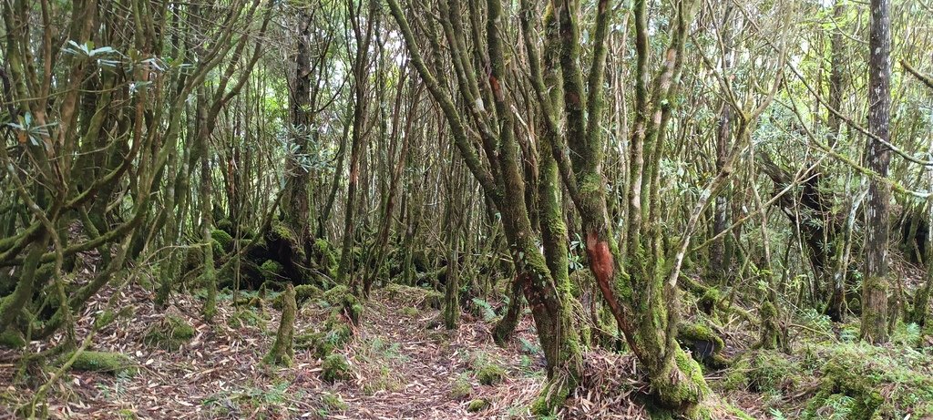 1120826太平山國家森林遊樂區翠峰湖環山(湖)步道健行，