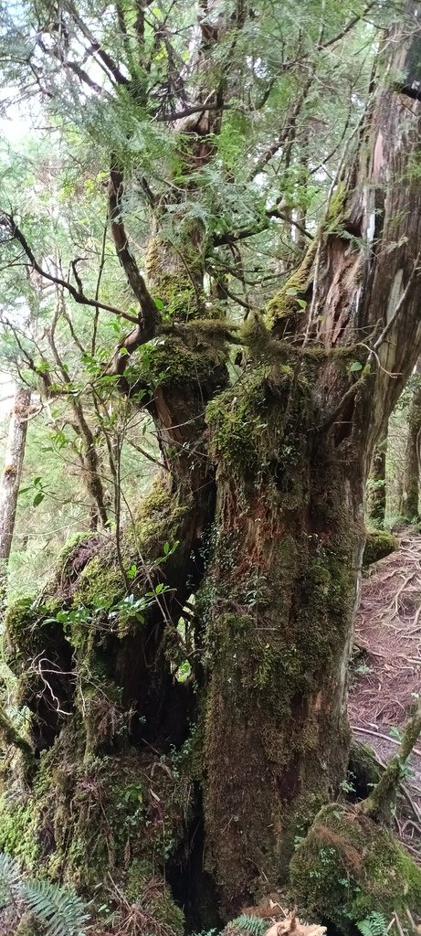 1120826太平山國家森林遊樂區翠峰湖環山(湖)步道健行，