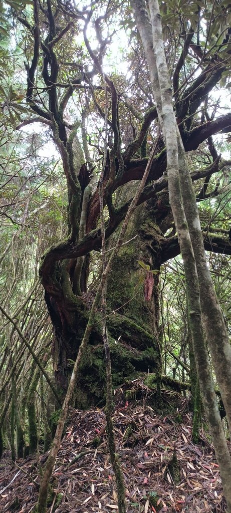 1120826太平山國家森林遊樂區翠峰湖環山(湖)步道健行，