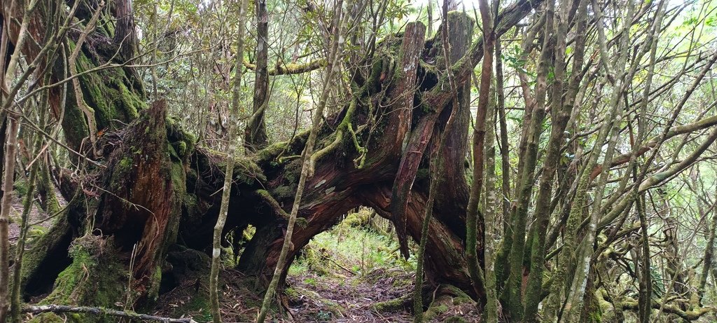 1120826太平山國家森林遊樂區翠峰湖環山(湖)步道健行，