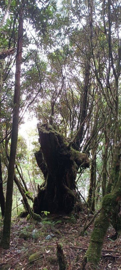 1120826太平山國家森林遊樂區翠峰湖環山(湖)步道健行，