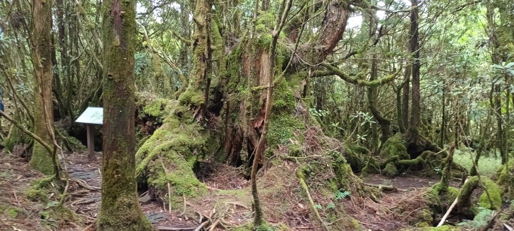 1120826太平山國家森林遊樂區翠峰湖環山(湖)步道健行，