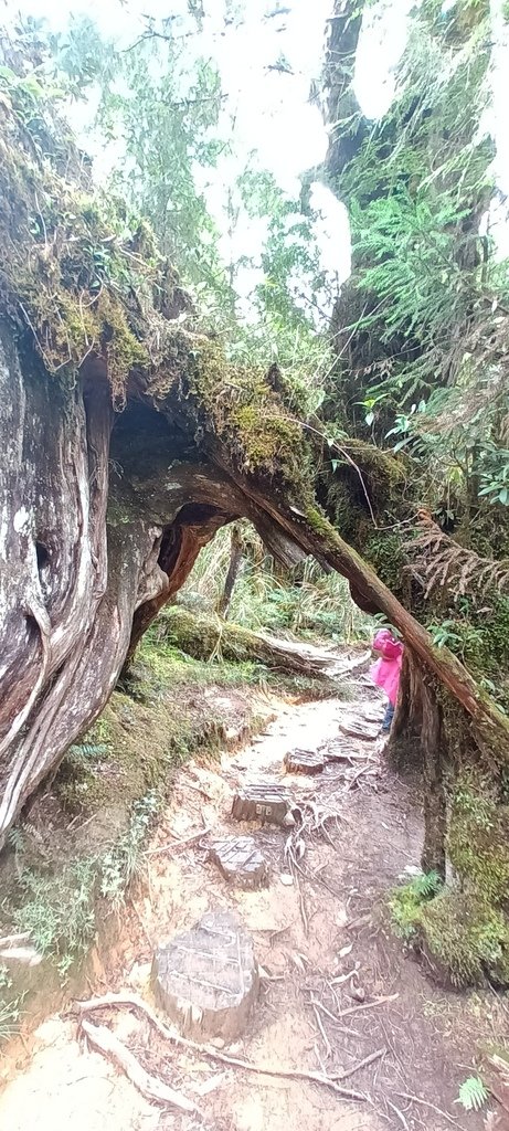 1120826太平山國家森林遊樂區翠峰湖環山(湖)步道健行，