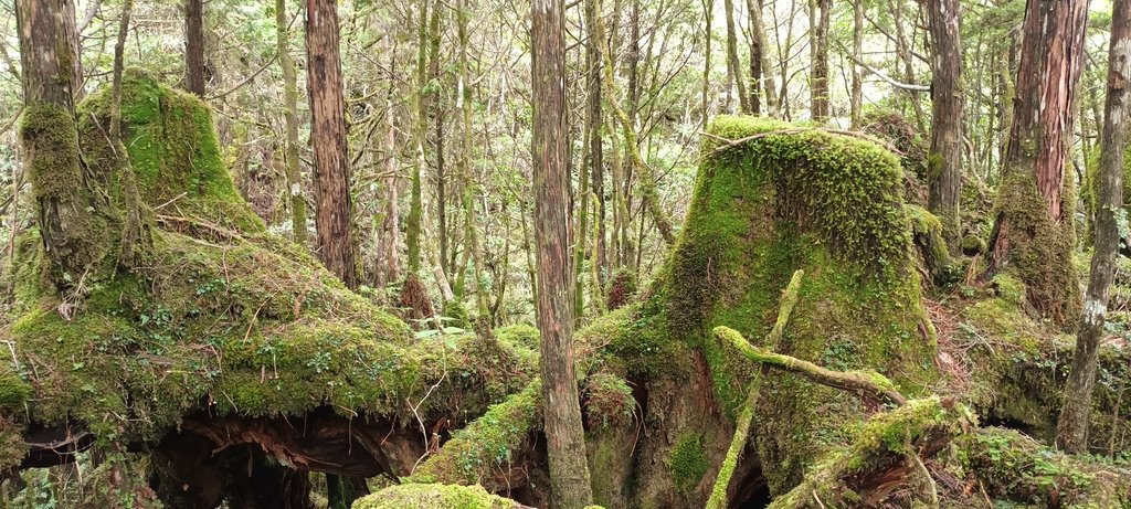 1120826太平山國家森林遊樂區翠峰湖環山(湖)步道健行，