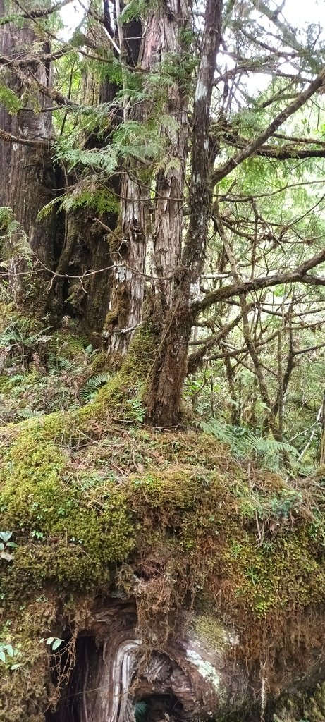 1120826太平山國家森林遊樂區翠峰湖環山(湖)步道健行，