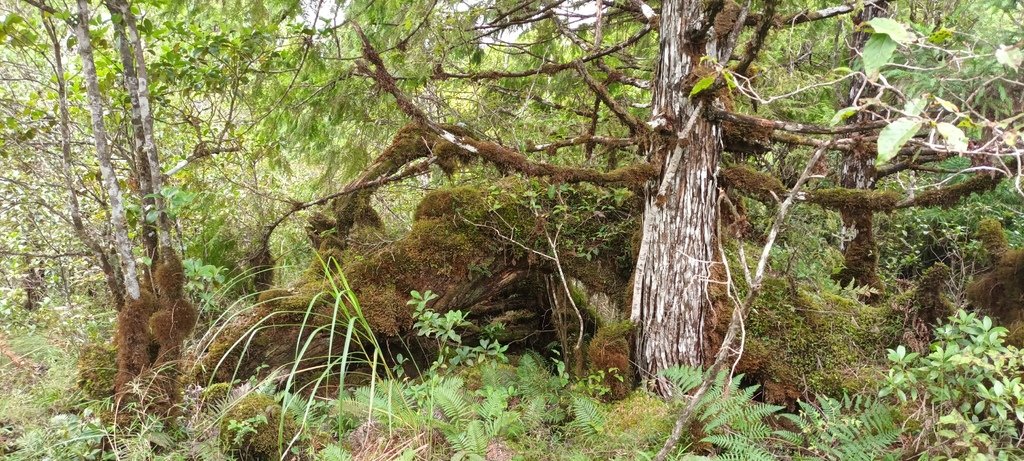 1120826太平山國家森林遊樂區翠峰湖環山(湖)步道健行，