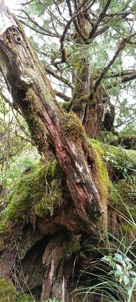 1120826太平山國家森林遊樂區翠峰湖環山(湖)步道健行，