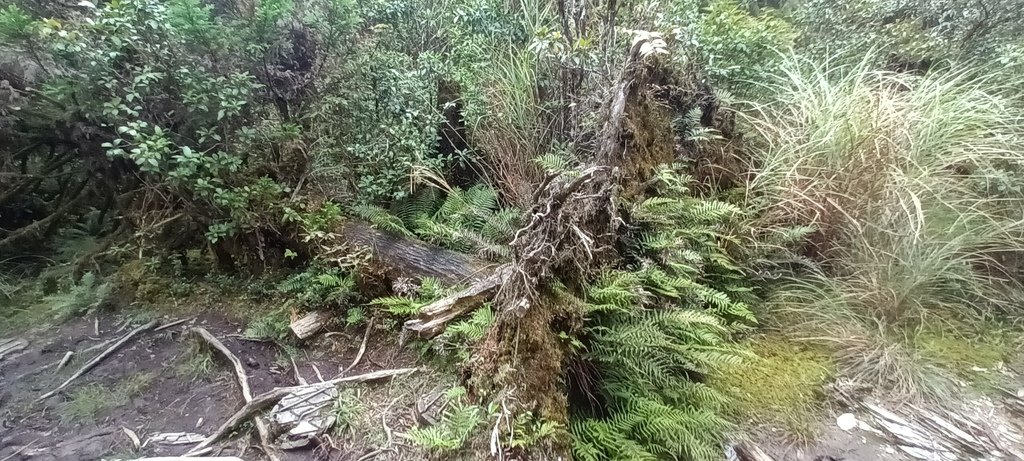 1120826太平山國家森林遊樂區翠峰湖環山(湖)步道健行，