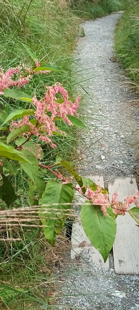 1120826太平山國家森林遊樂區翠峰湖環山(湖)步道健行，