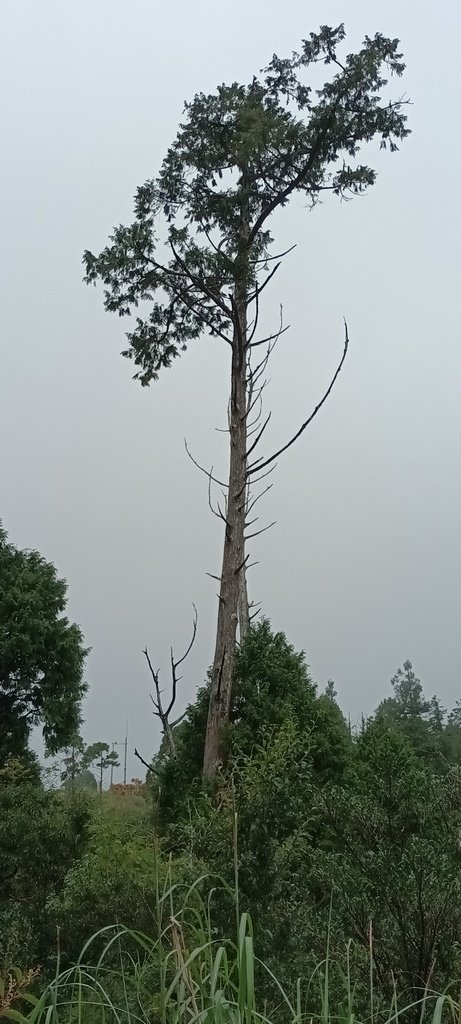 1120826太平山國家森林遊樂區翠峰湖環山(湖)步道健行，