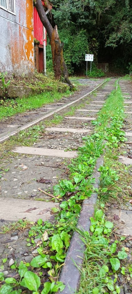 自忠看日出、特富野古道入口處及鹿林神木~