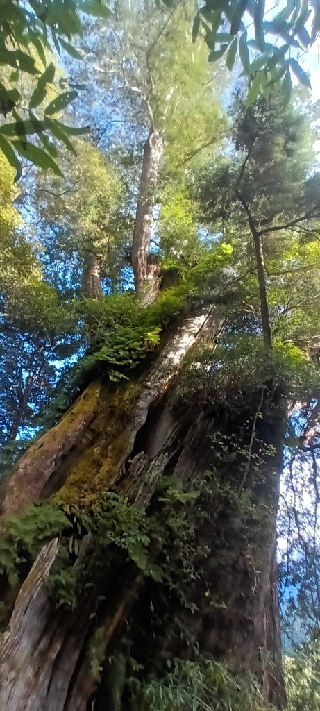 自忠看日出、特富野古道入口處及鹿林神木~