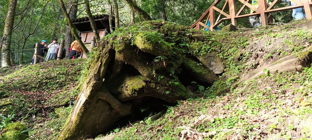 自忠看日出、特富野古道入口處及鹿林神木~