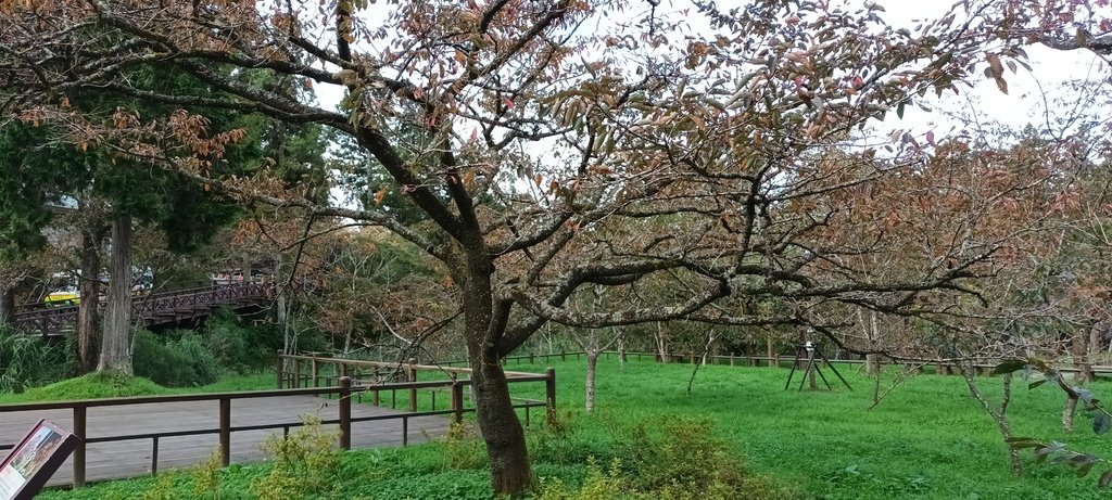 1121020～21阿里山夜未眠、玉山觀日神木森林浴一日一夜