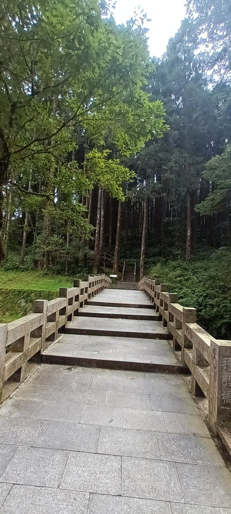 1121020～21阿里山夜未眠、玉山觀日神木森林浴一日一夜