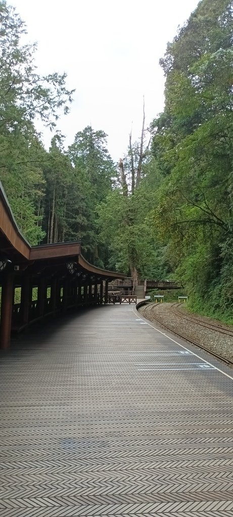 1121020～21阿里山夜未眠、玉山觀日神木森林浴一日一夜