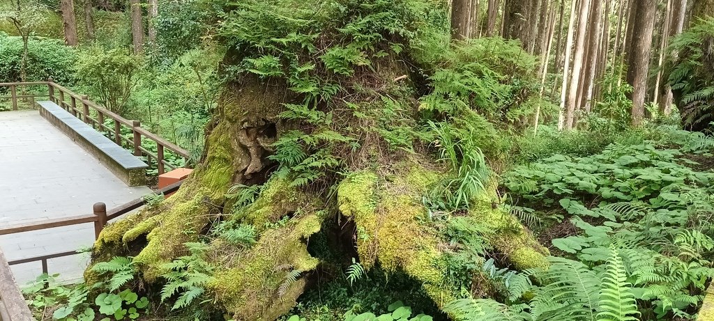 有回憶及故事的國小~阿里山香林國小。