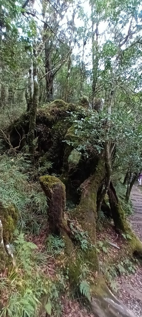 1121029太平山國家森林遊樂區~臺灣山毛櫸國家步道健行(