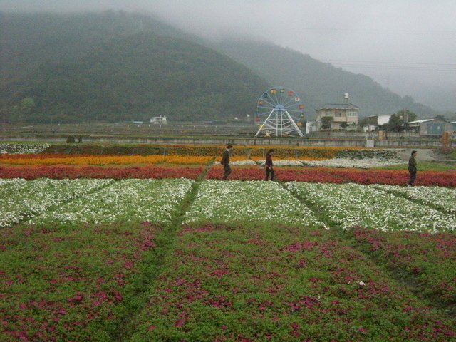 關山的花海