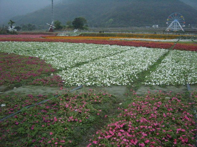 關山的花海