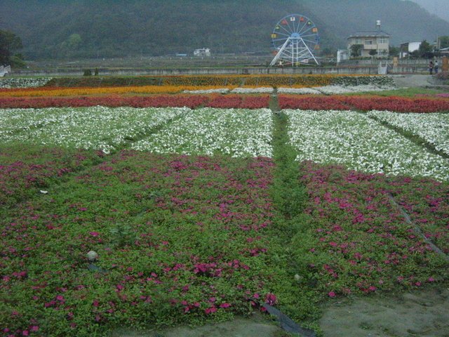 關山的花海