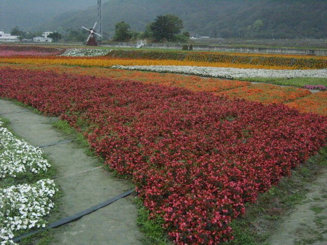 關山的花海