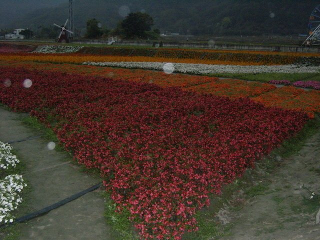 關山的花海