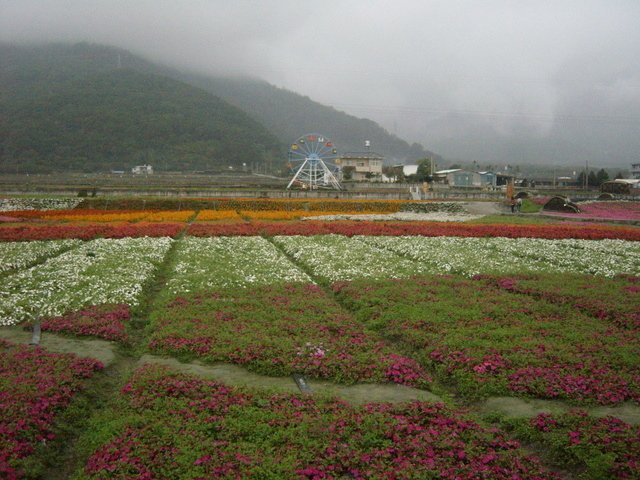 關山的花海